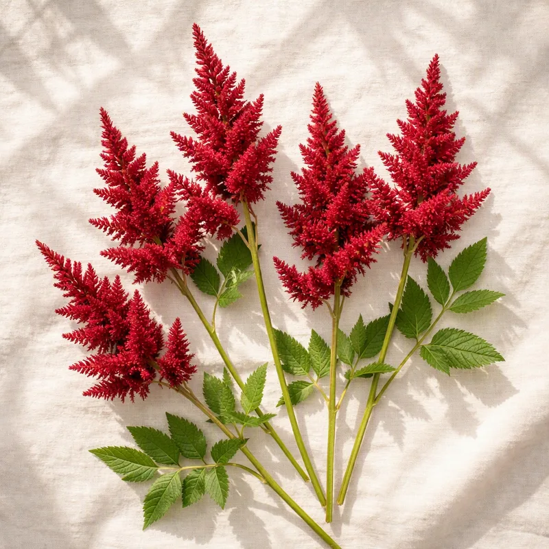 Astilbe – Red – image 4