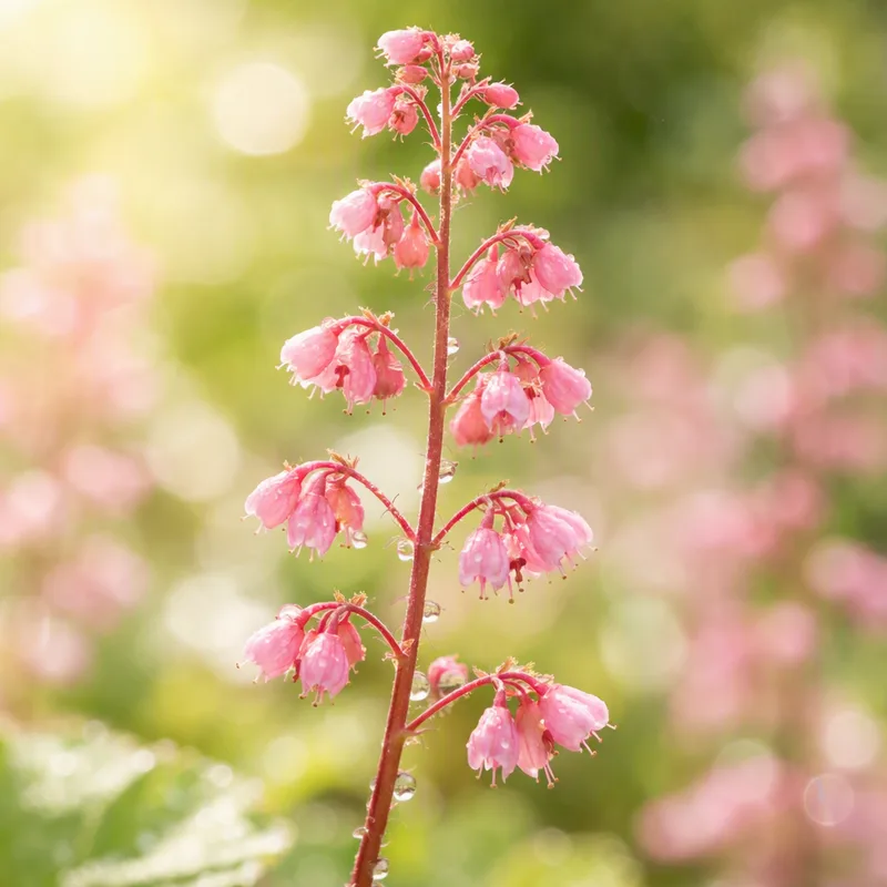 Coral Bells – Pink
