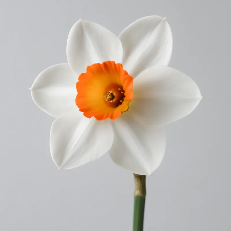 daffodil-classic