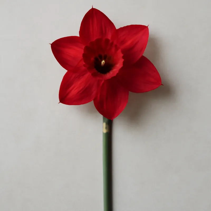 daffodil-red