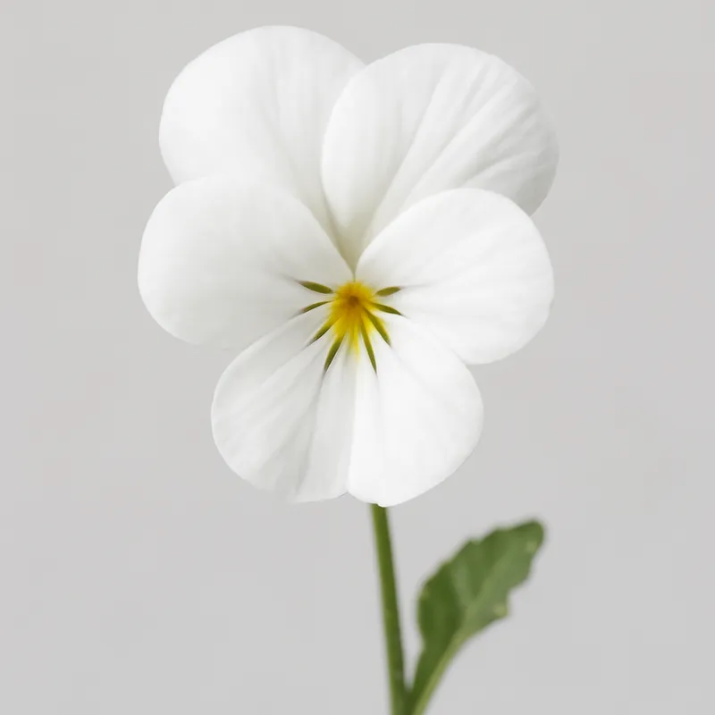 Viol – White