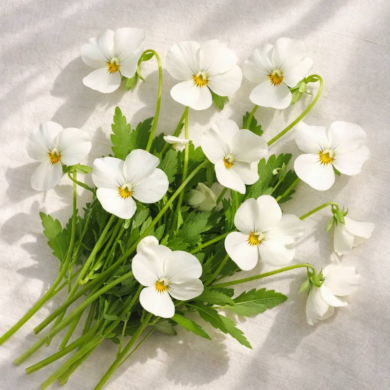 Violet – White – image 4