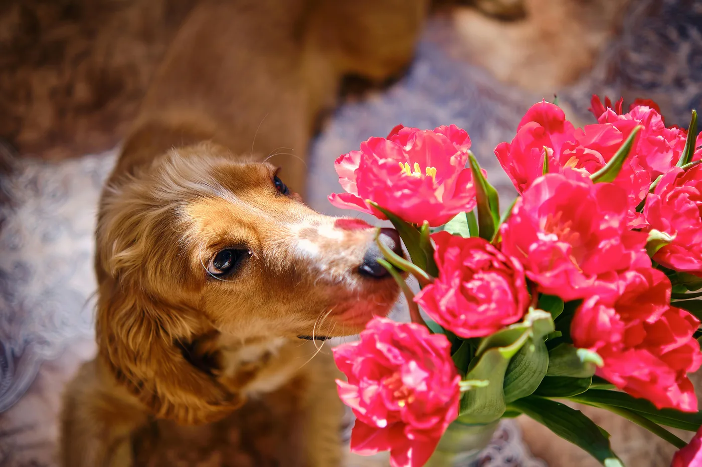 Golden retriever curiously sniffing a bouquet of red tulips indoors, tulips can cause stomach upset in dogs