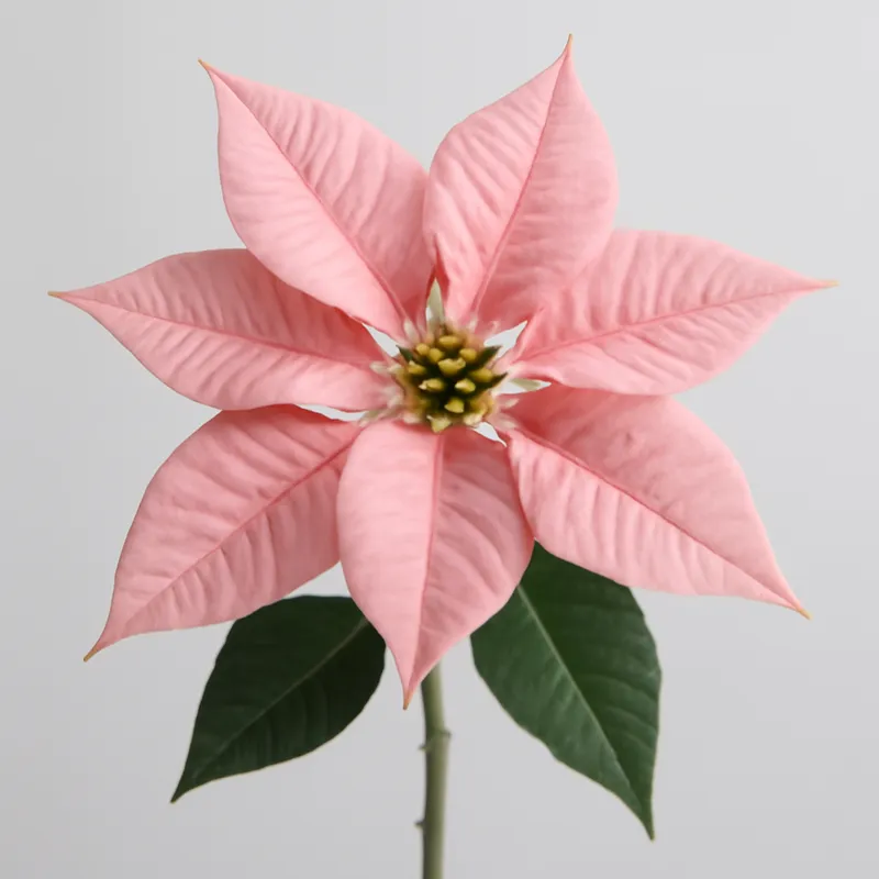 Julestjerne – Pink