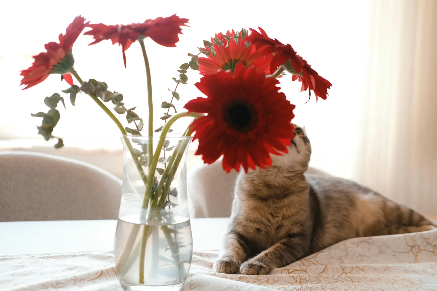 Cat next to a vase of red gerbera on a table, gerbera is often a safer choice in homes with pets