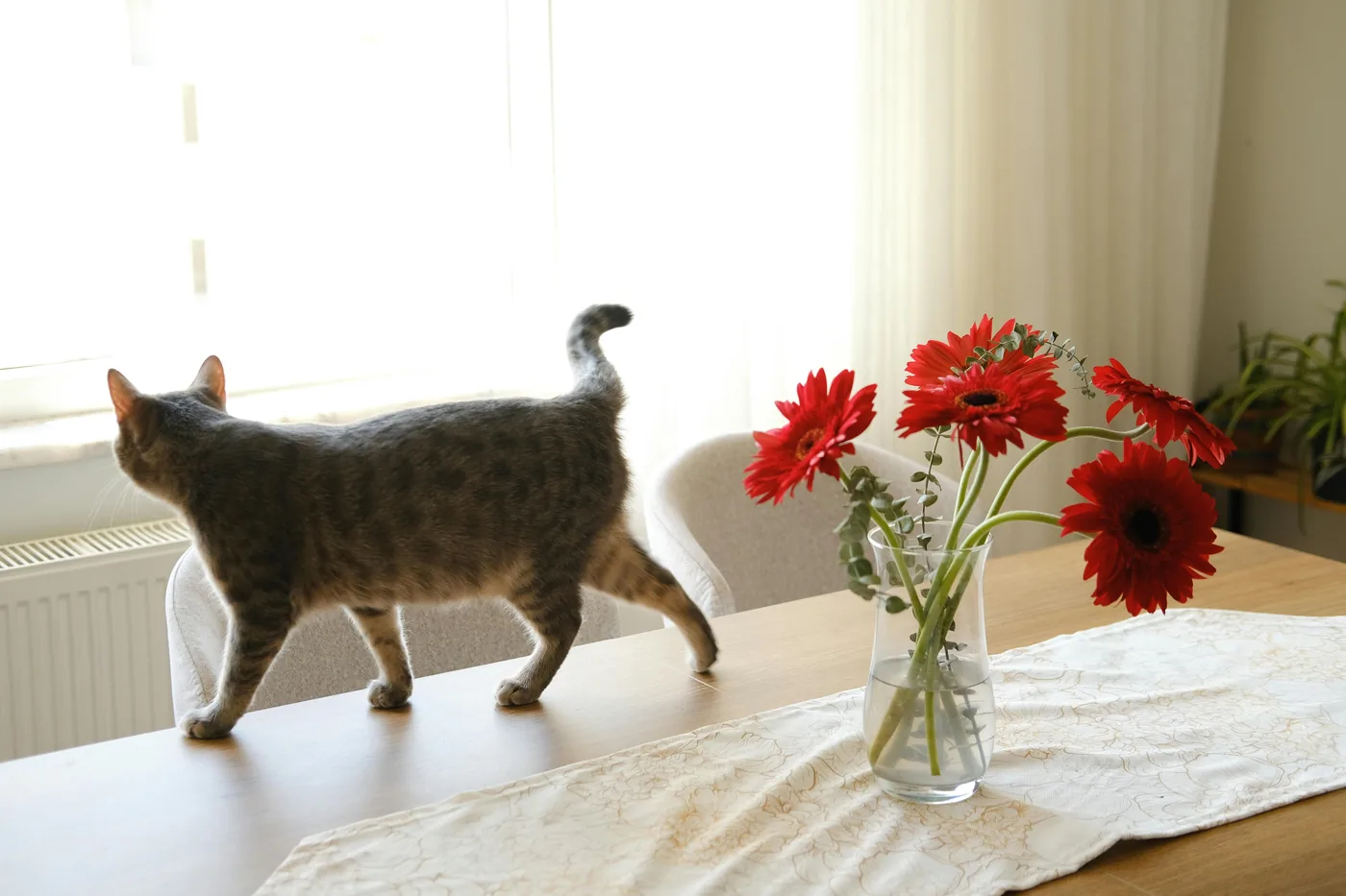 Cat walking on a dining table next to a vase of red cut flowers in a bright Nordic home
