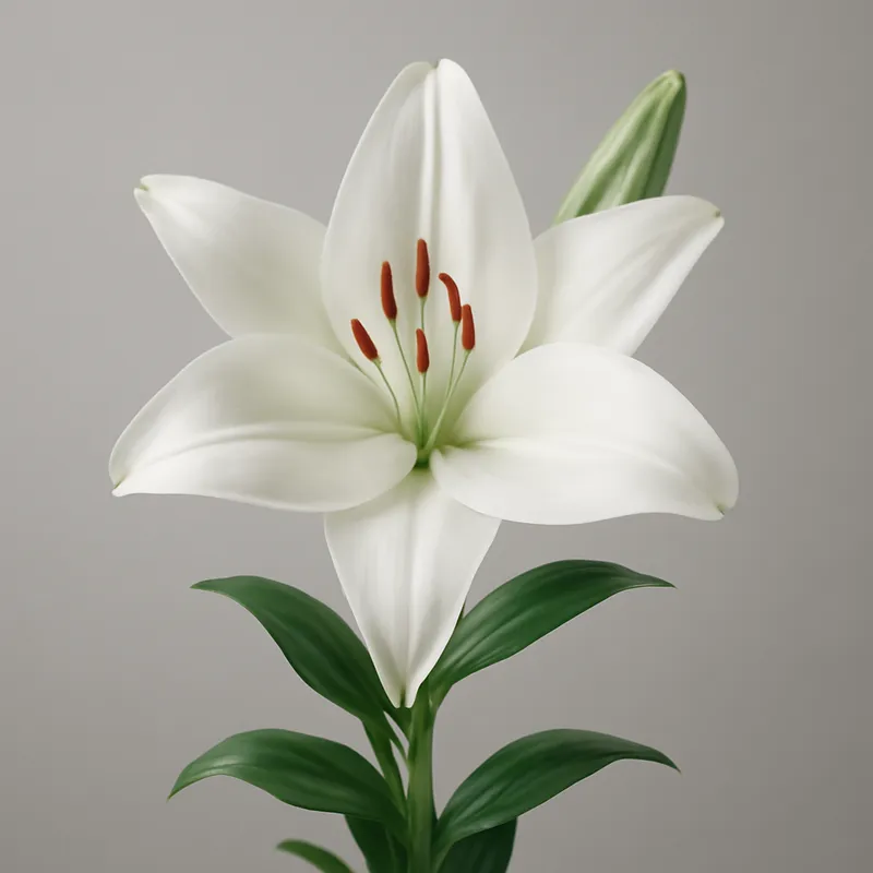 lily-white