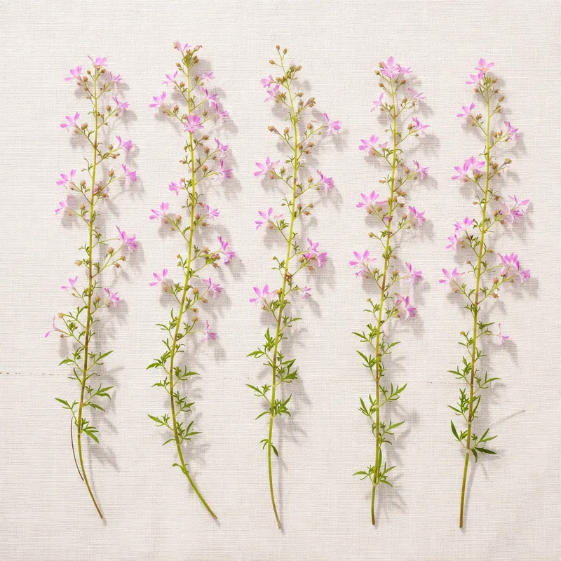 Lobelia – Pink – image 4