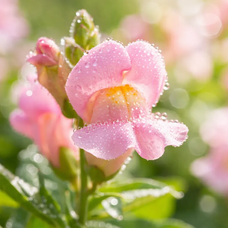 Lejongap – Pink
