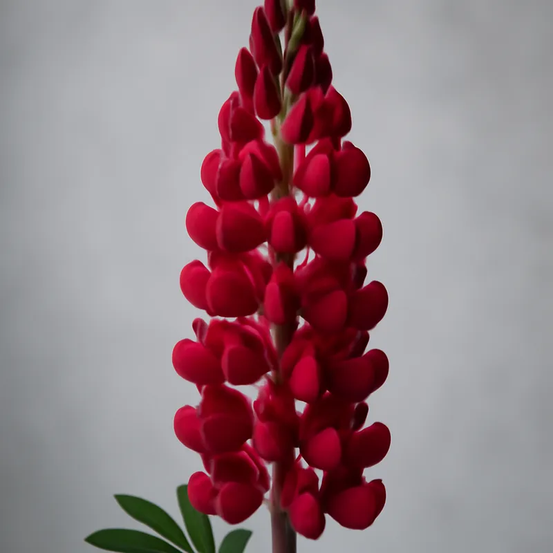 Lupin – Red