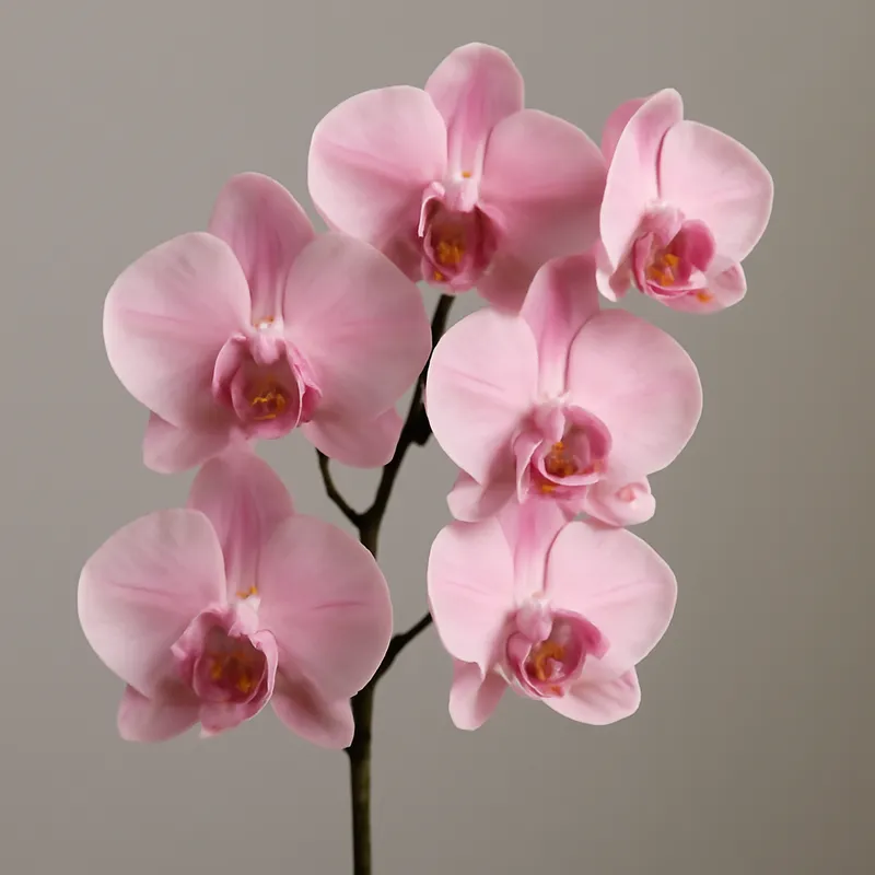 orchid-brudorchid-pink
