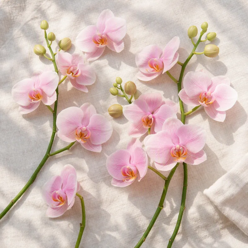 Orchid (brudorkidé) – Pink – image 4