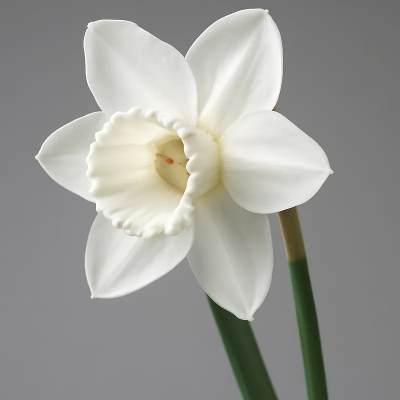 Påsklilja – White