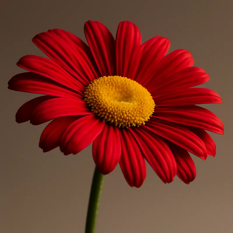 Margerit – Red