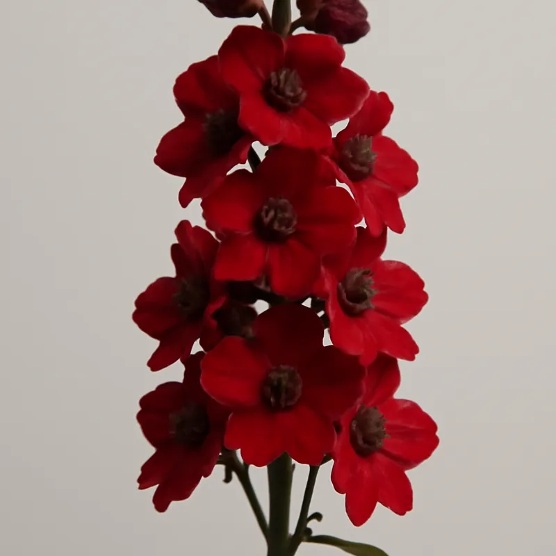 Riddarsporre – Red