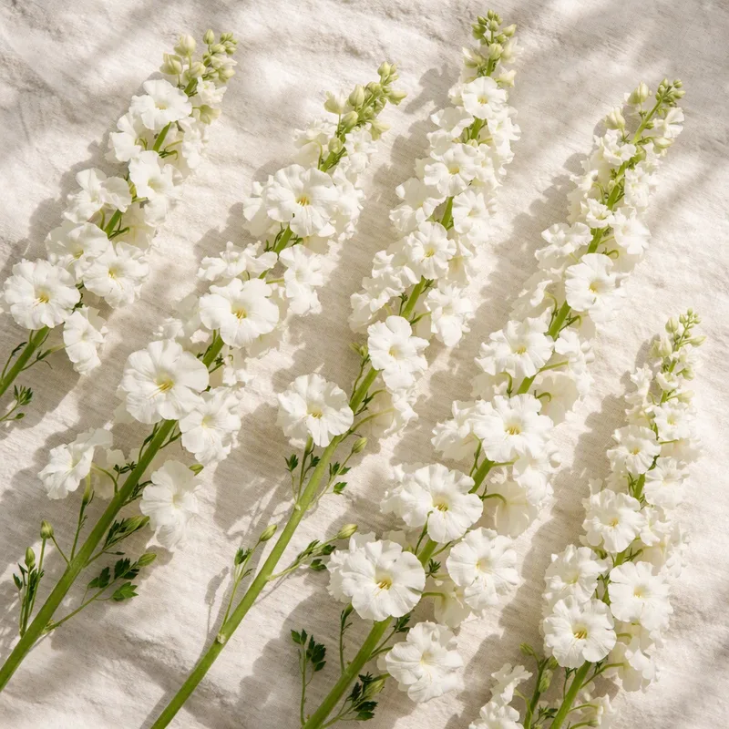 Riddarsporre – White – image 4
