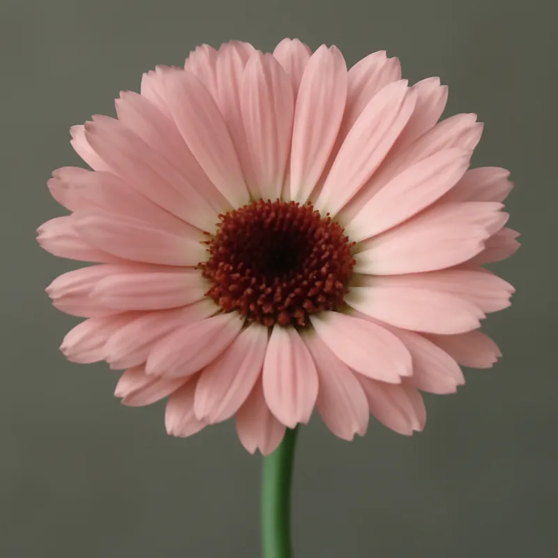 ringblomst-pink