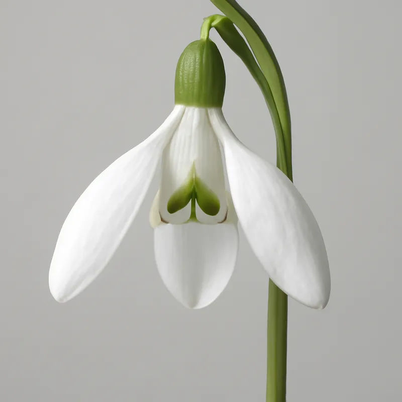 sneklokke-white