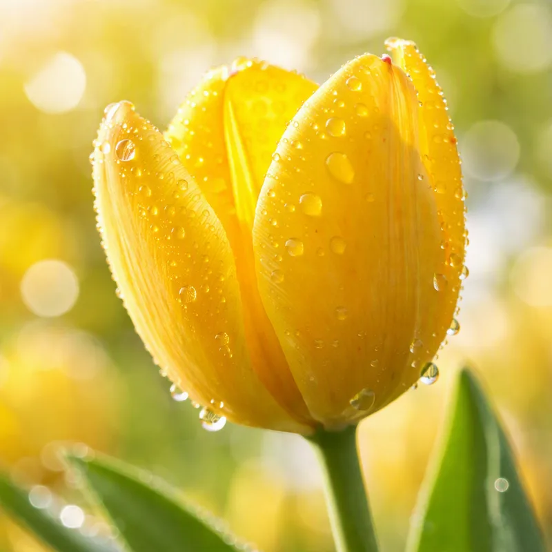 Tulip – Classic
