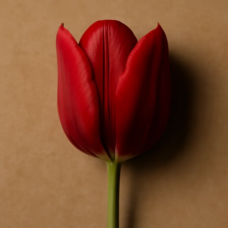 tulip-red