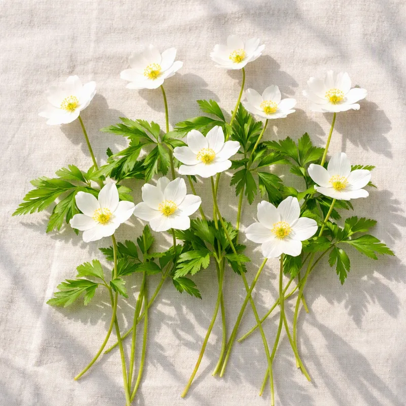 Wood Anemone – Classic – image 4